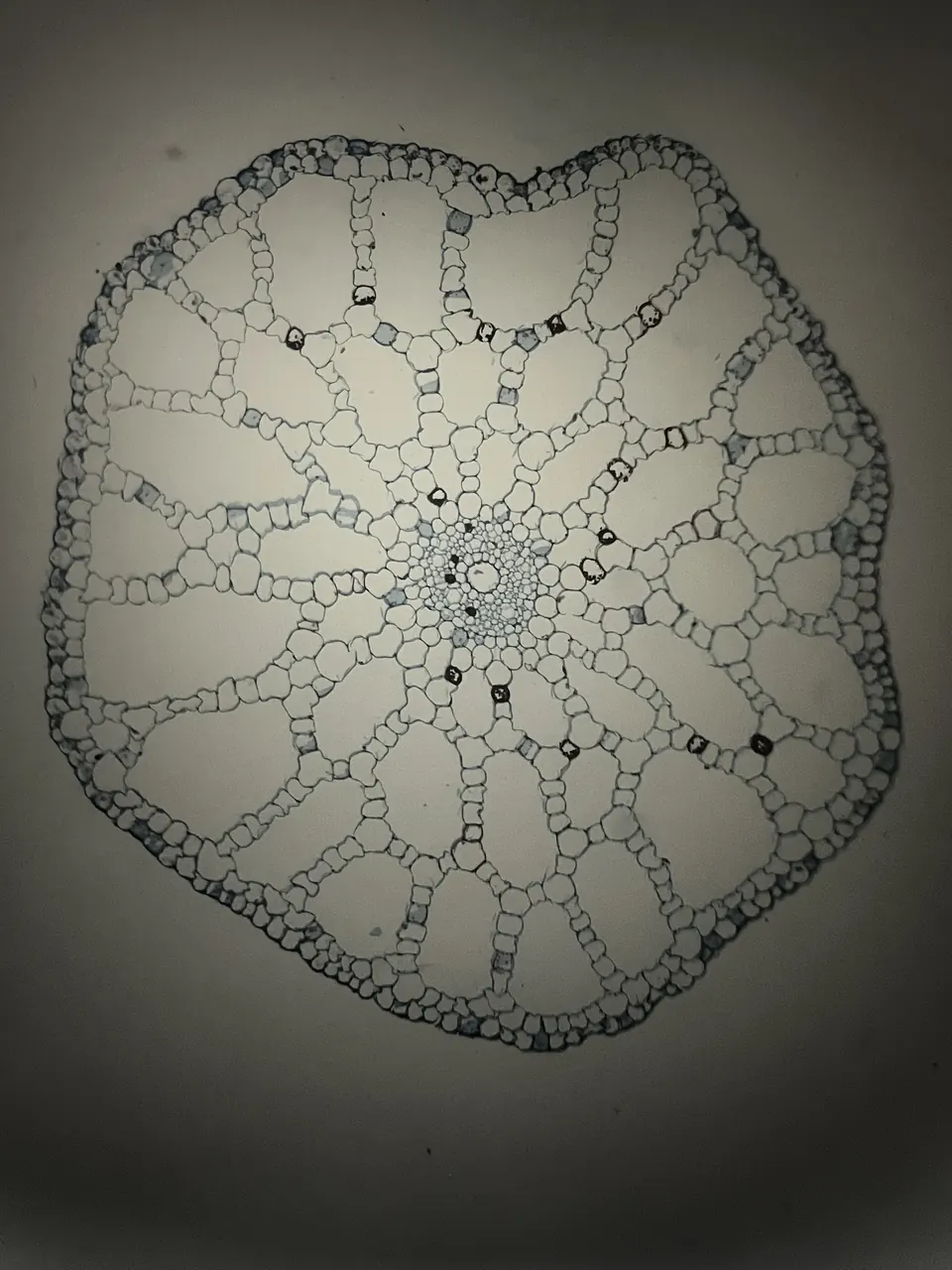 Corte transversal de un tallo, con un patrón interno parecido a una telaraña