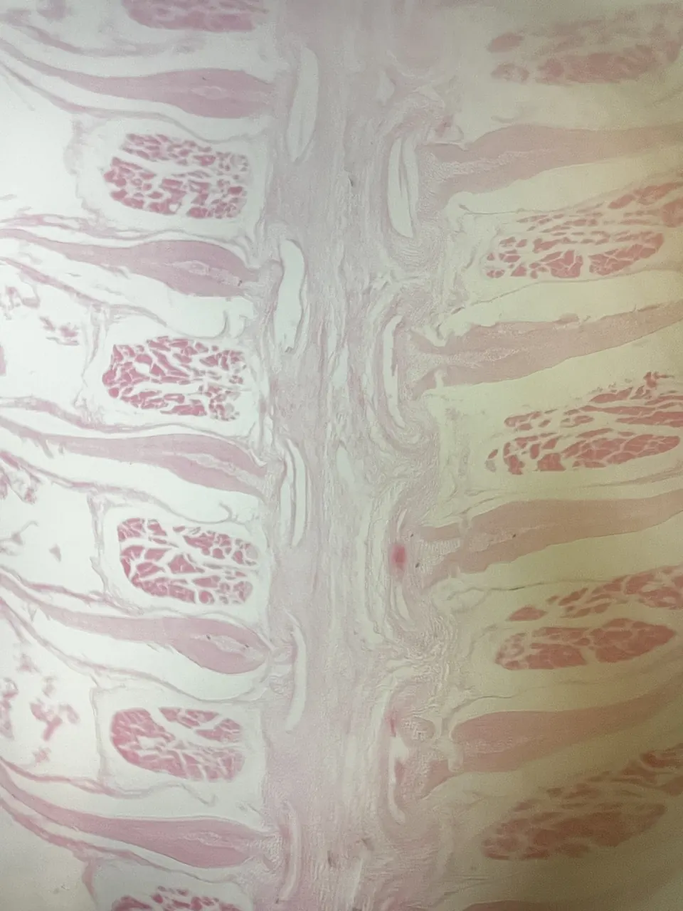 Corte de tejido animal mostrando fibras musculares en tonos rosados